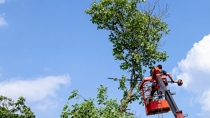 Entreprises d'élagage autour de moi